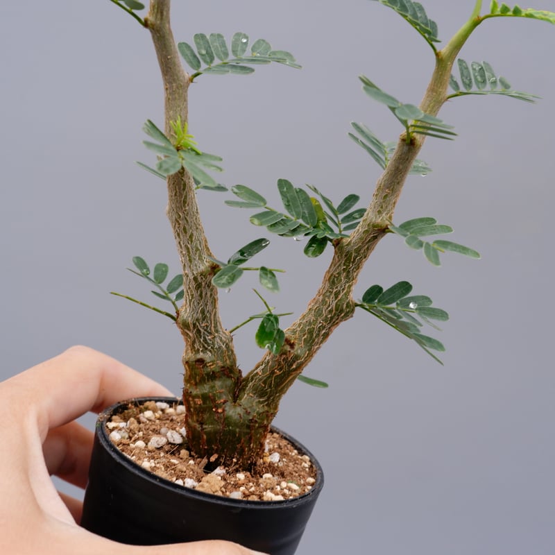 センナ メリディオナリス 実生株 Senna meridionalis 003 | Sunny センナ メリディオナリス 実生株 Senna meridionalis 003 | Sunny