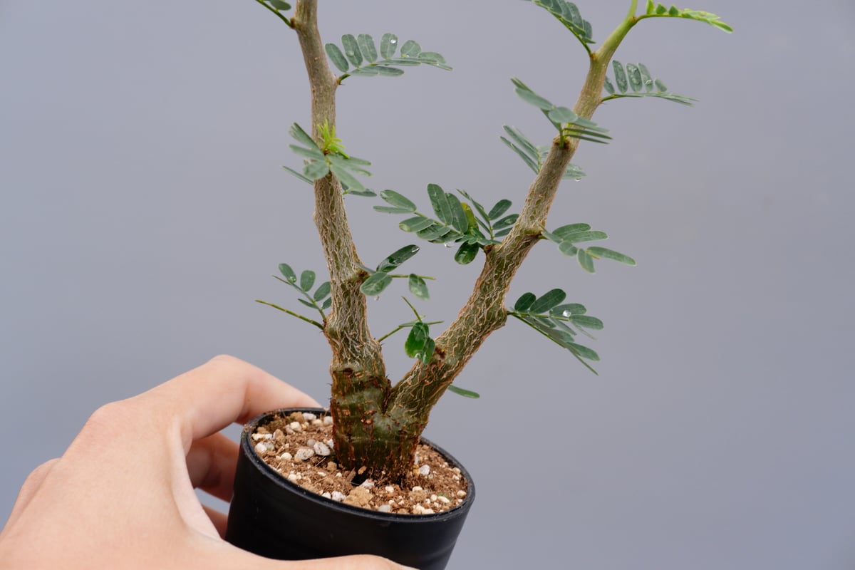 センナ メリディオナリス 実生株 Senna meridionalis 003 | Sunny センナ メリディオナリス 実生株 Senna meridionalis 003 | Sunny