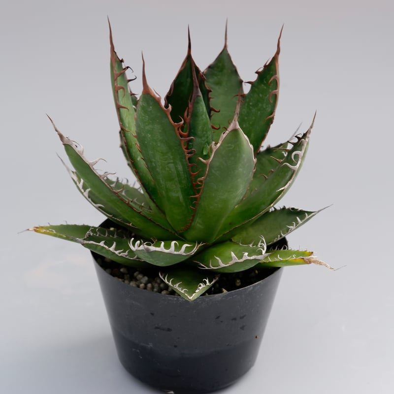 アガベ ホリダ 032 Agave horrida 強棘 | Sunny Branch