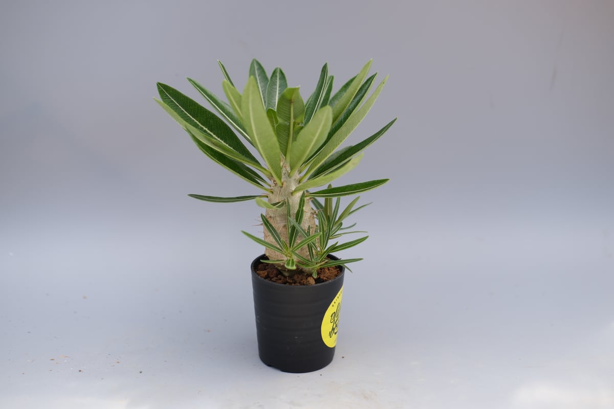 パキポディウム カクチペス 実生株 fit=scale-down,w=1200