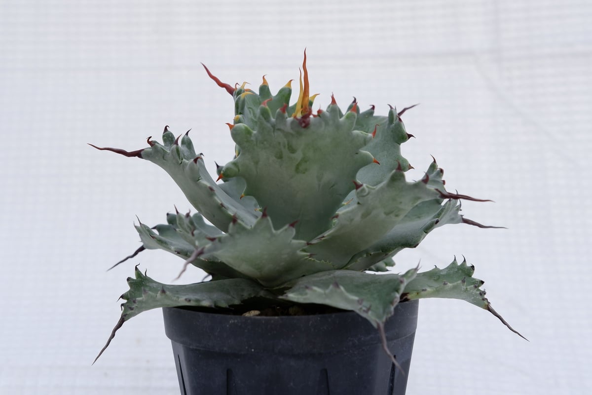 アガベ　ポタトラム　スポーン　35cm アガベ ポタトラム スポーン005 Agave Potatorum 'SPAWN' | Sun