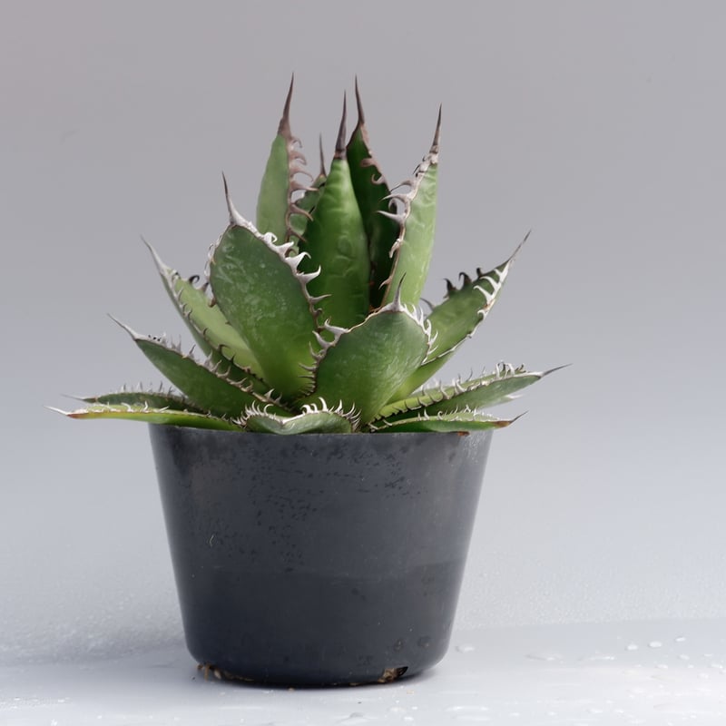 アガベホリダ極上株　Agave horrida No.AHRD010 アガベ ホリダ / Agave horrida ssp. horrida #6 | Ducks