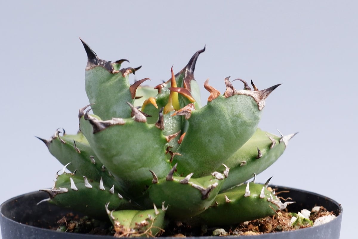アガベ チタノタ 姫厳竜026 Agave titanota | Sunny Branch