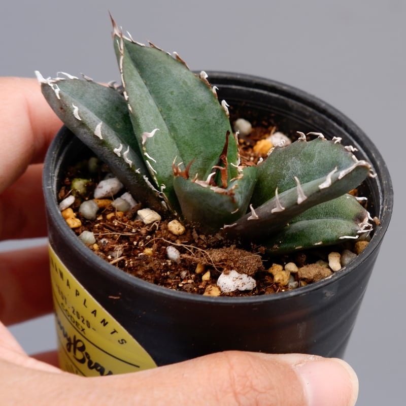 アガベ チタノタ 白鯨 088 Agave titanota white whale | Su