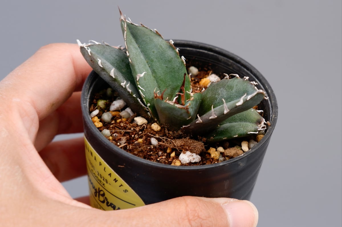 アガベ チタノタ 白鯨 088 Agave titanota white whale | Su 