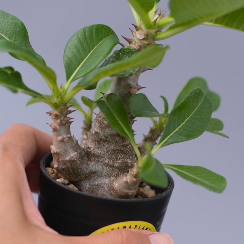 パキポディウム ウィンゾリー 実生株 059 Pachypodium windsorii |
