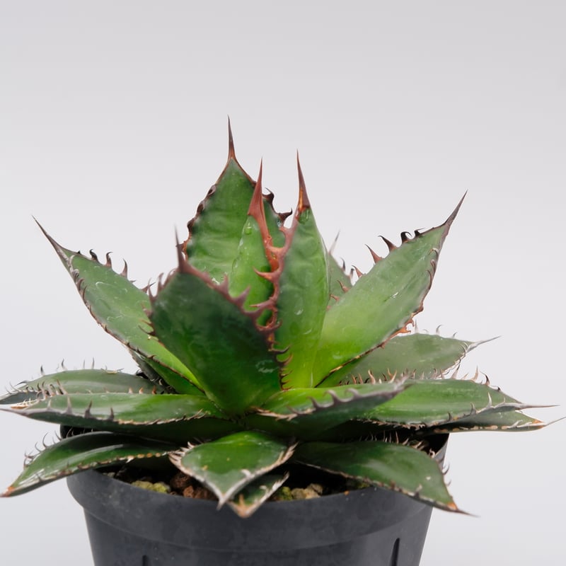 アガベ ホリダ 041 Agave horrida 強棘 | Sunny Branch