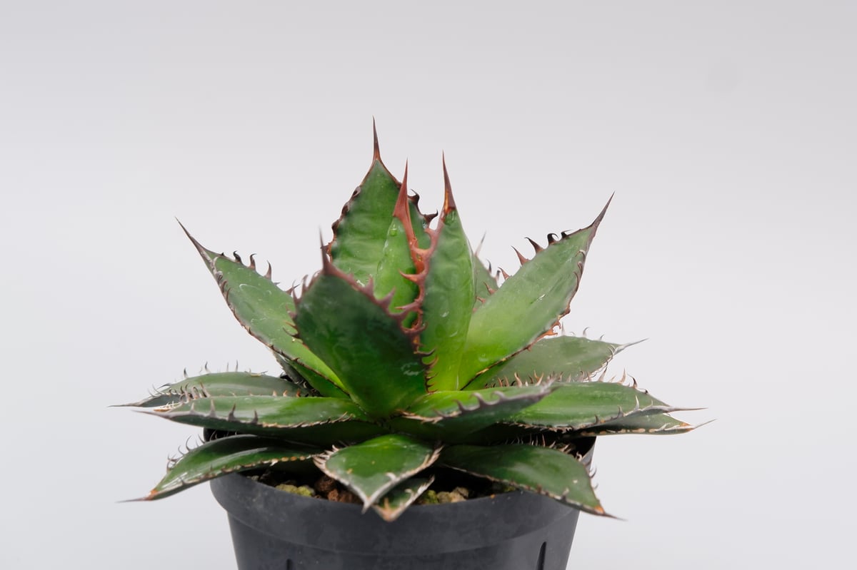 アガベ　ホリダ アガベ ホリダ 027 Agave horrida 強棘 | Sunny Branch