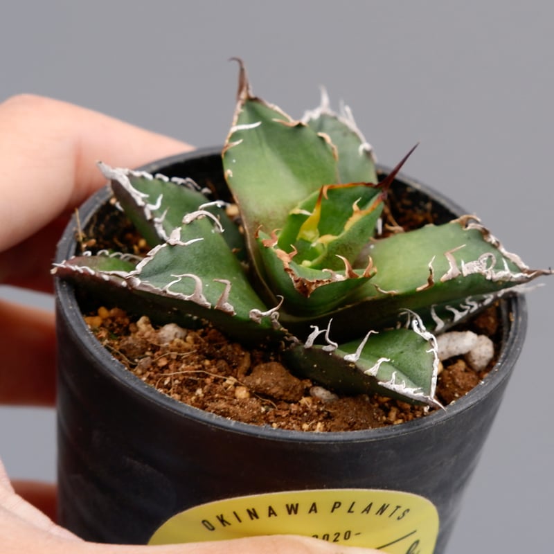 アガベチタノタ シーザー 作り込み agave titanota ceaser