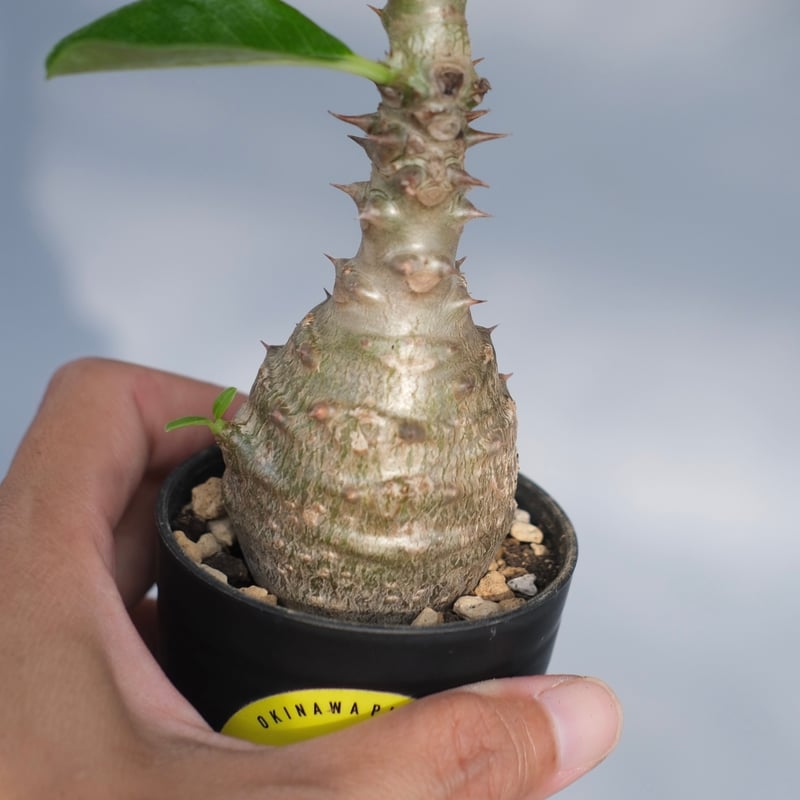 パキポディウム ウィンゾリー 頭とばしたウィンゾリー🪴 冬の間LED管理でほぼ断水してても伸び