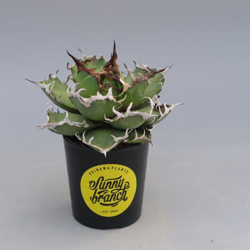 アガベ チタノタ シーザー Agave titanota caesar 194 | Sunny