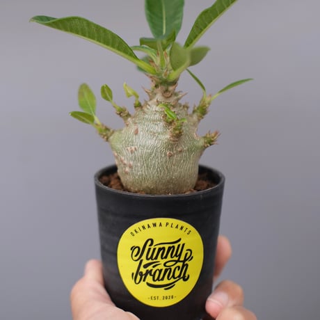 パキポディウムウィンゾリー | STORES