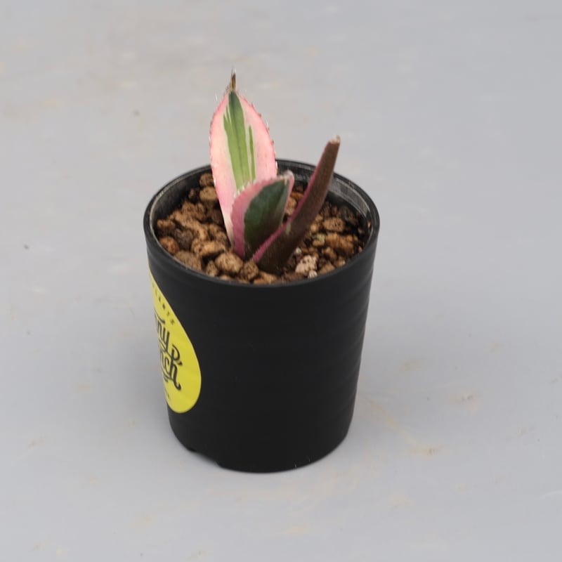 アガベ チタノタ スナグルトゥース Agave titanota Snaggle Tooth