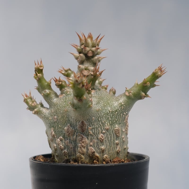 パキポディウム ウィンゾリー 実生株 116 Pachypodium windsorii |