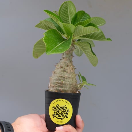 ウィンゾリー　実生 パキポディウム：ウィンゾリー（実生） 4号鉢植え23-03 の通販