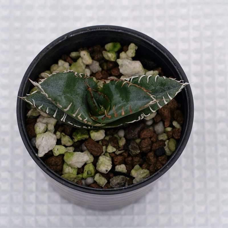 アガベ オテロイ 実生株 Agave oteroi seeding 002 | Sunny