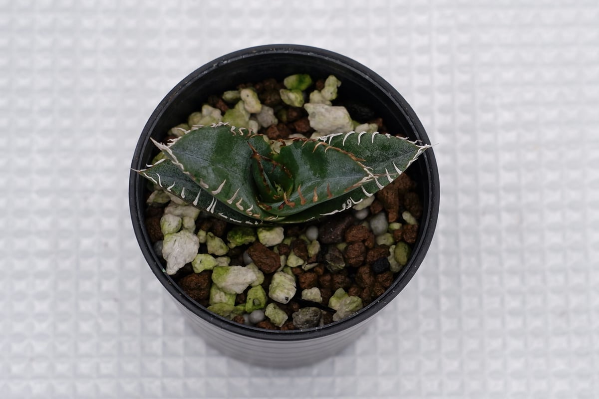 アガベ オテロイ 実生株 Agave oteroi seeding 002 | Sunny