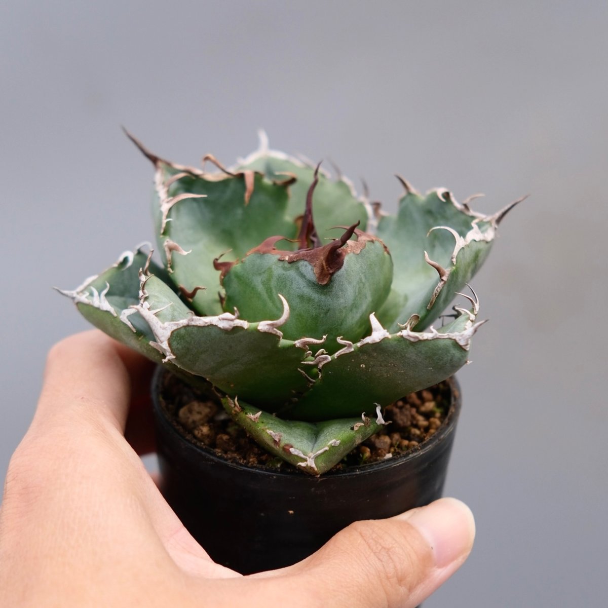 アガベ チタノタ 白鯨 Agave titanota whitewhale 259 | Sun...