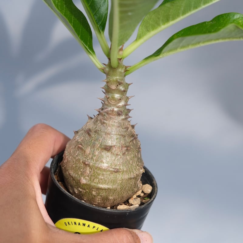 s*o様 パキポディウム　ウィンゾリー　国内実生株　③ パキポディウム・ウィンゾリー実生 3株入荷しました！ 形も綺麗