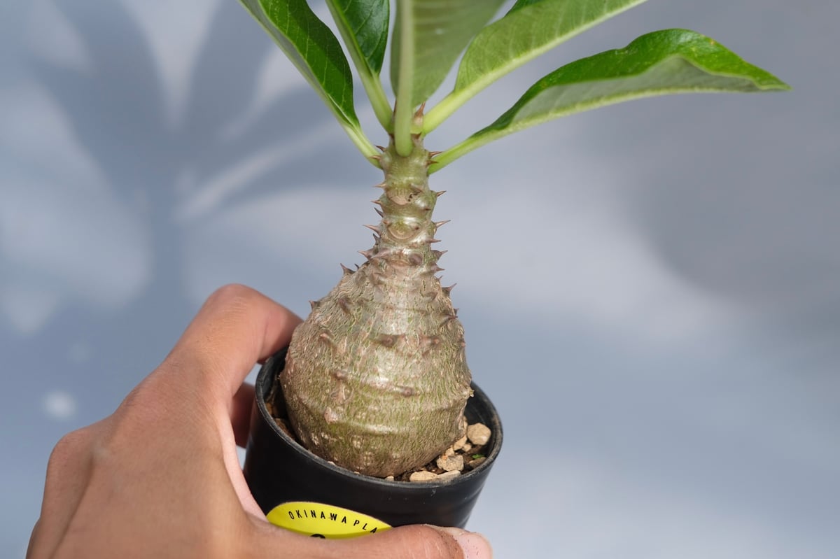 パキポディウム ウィンゾリー 実生株 068 Pachypodium windsorii |