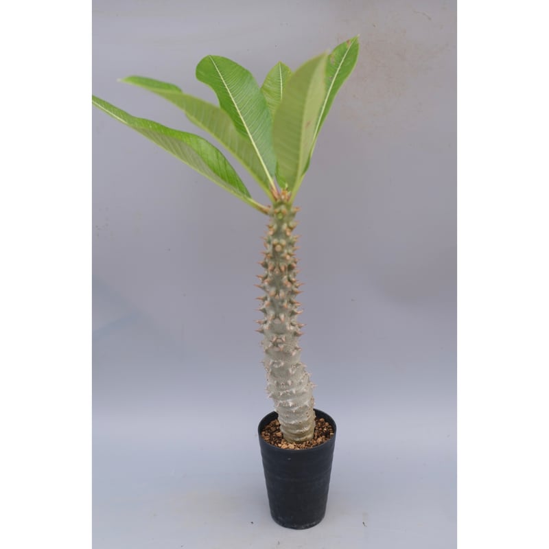 パキポディウム バロニー実生株037 Pachypodium baronii | Sunny