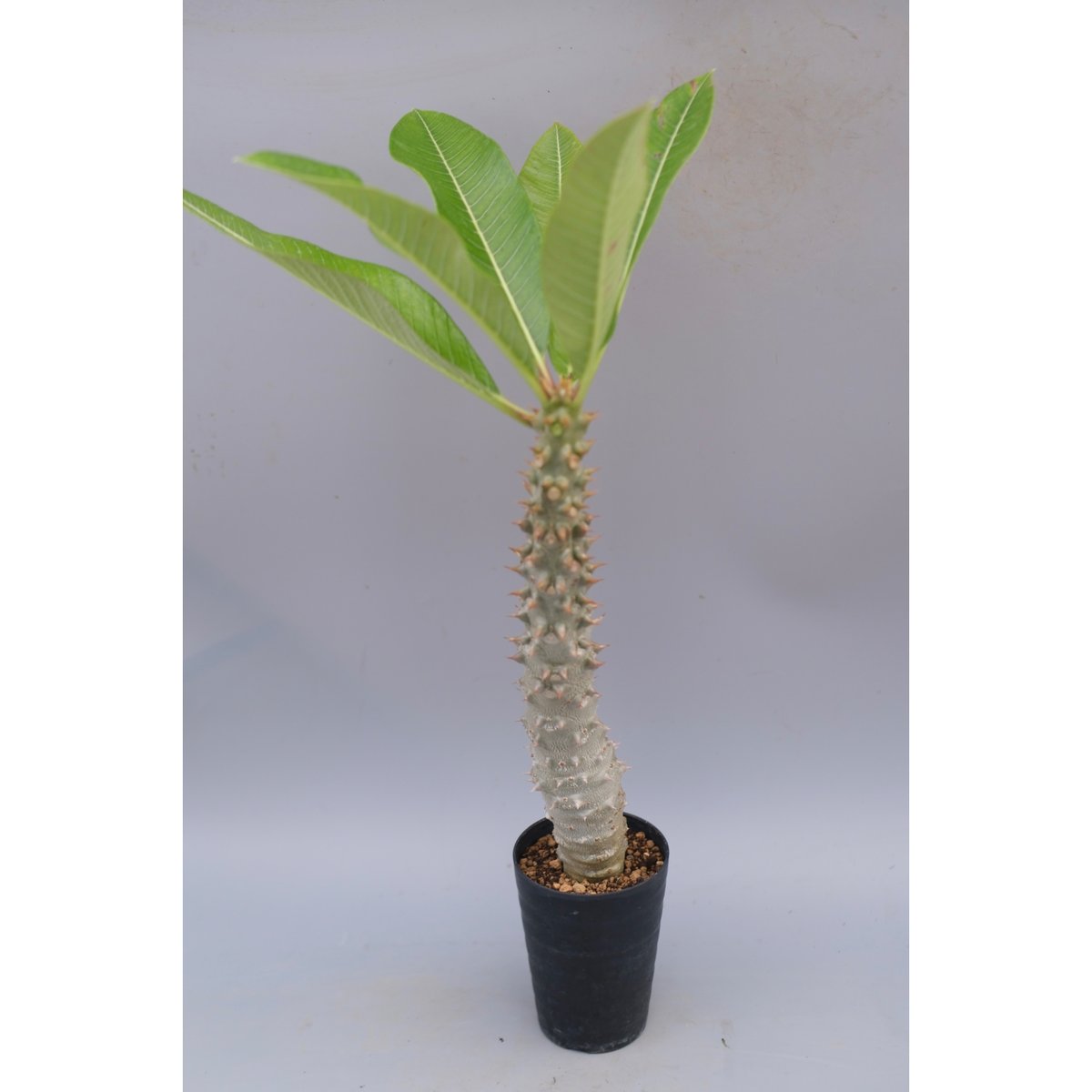パキポディウム バロニー実生株037 Pachypodium baronii | Sunny