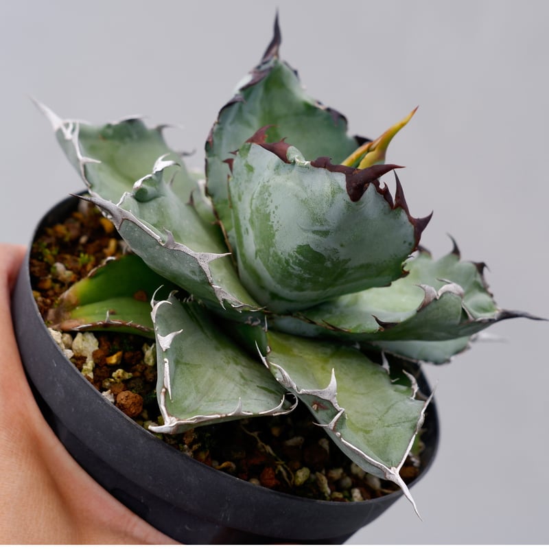 アガベ チタノタ ブラックアンドブルー Agave titanota BB 032 | Sun
