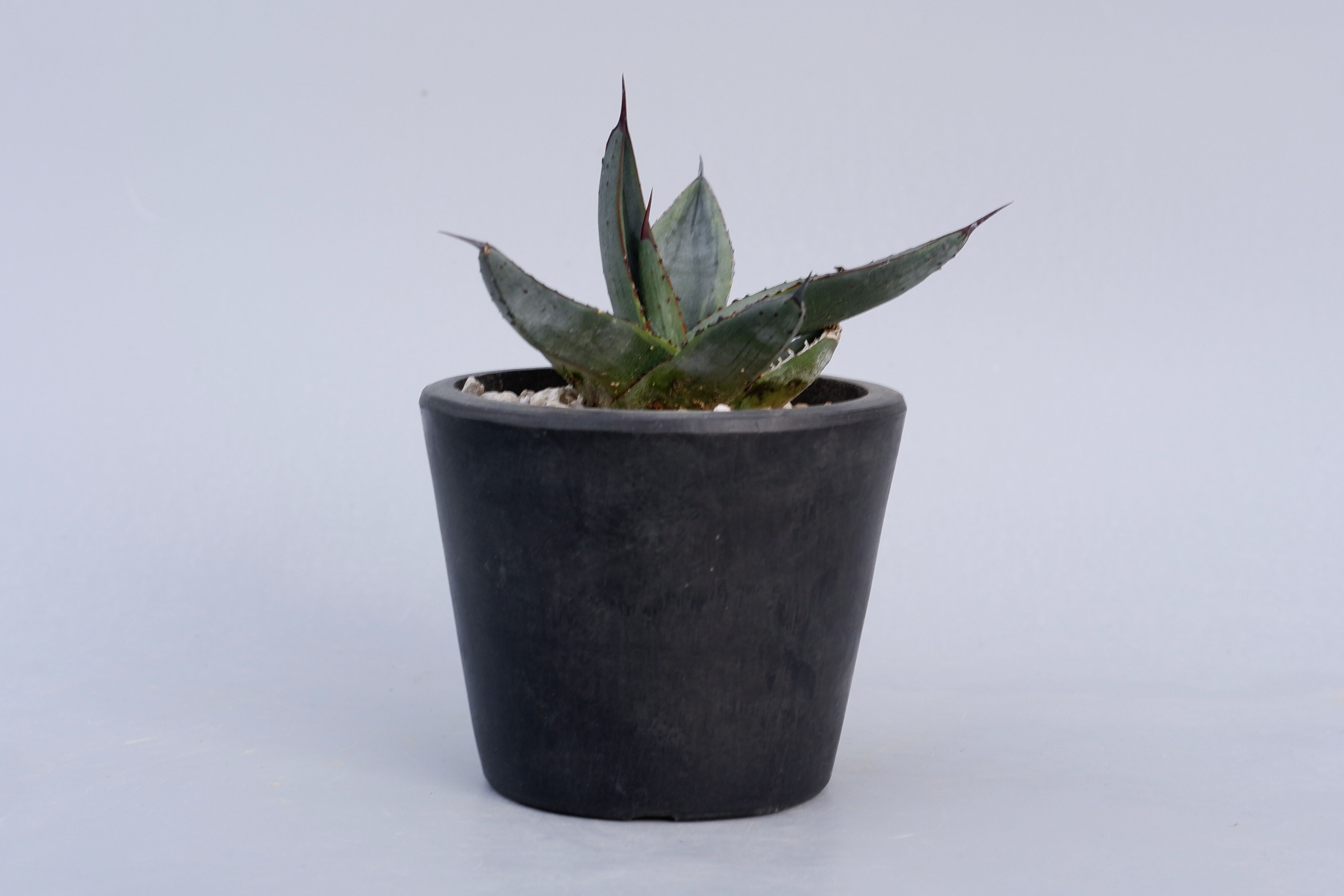 アガベ シャークバイト005 Agave Sharkbite | Sunny Branch