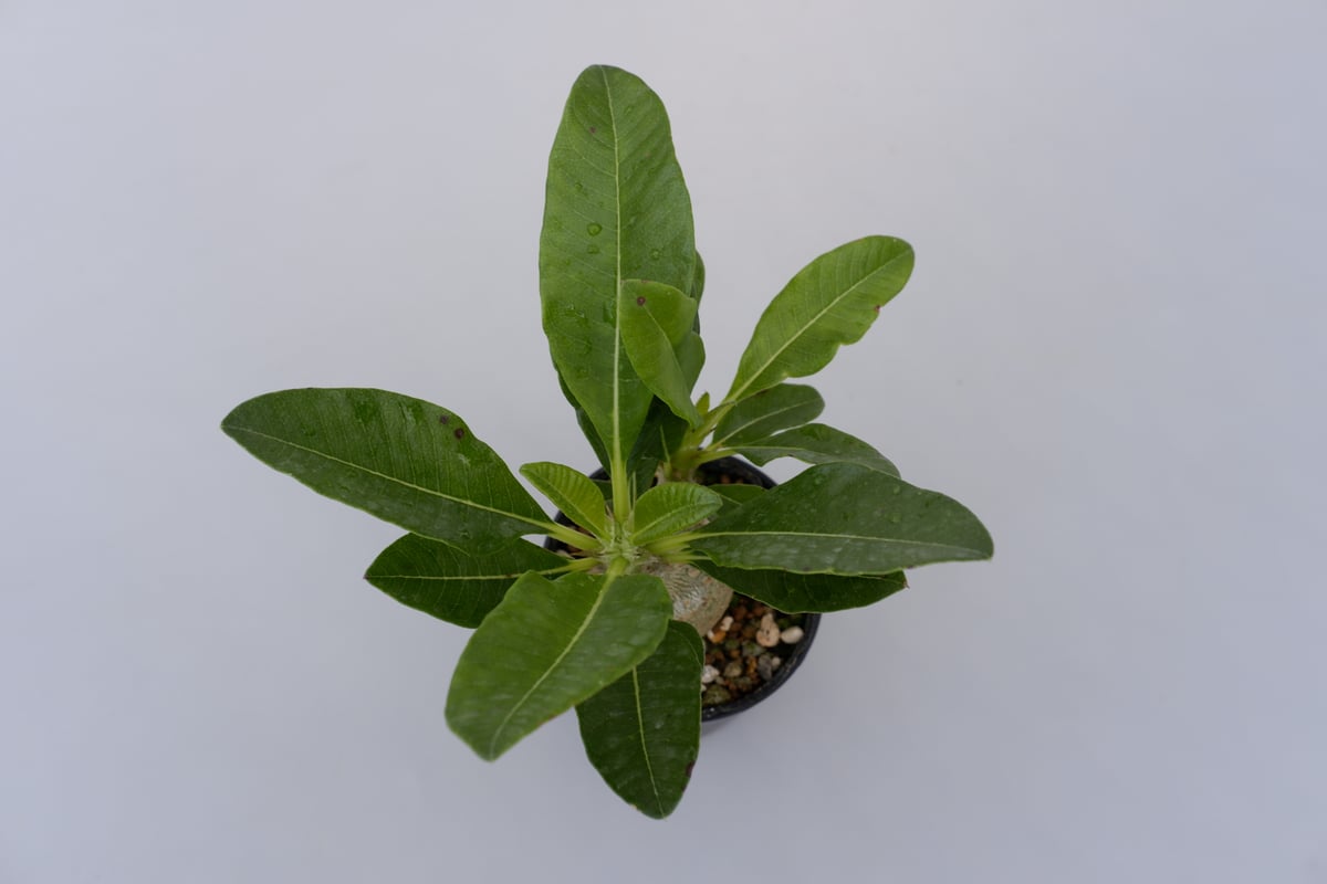 パキポディウム ウィンゾリーSサイズ005 Pachypodium windsorii | S