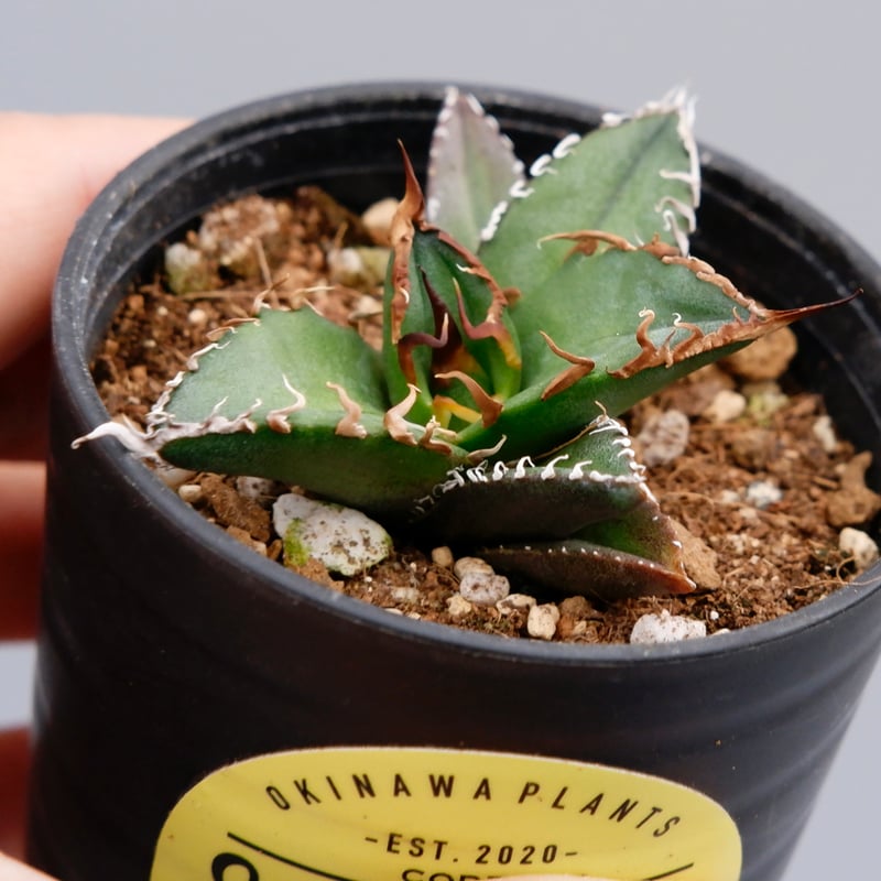 アガベ　チタノタ　シーザー⑥ アガベ チタノタ シーザー Agave titanota caesar 066 | Sunny