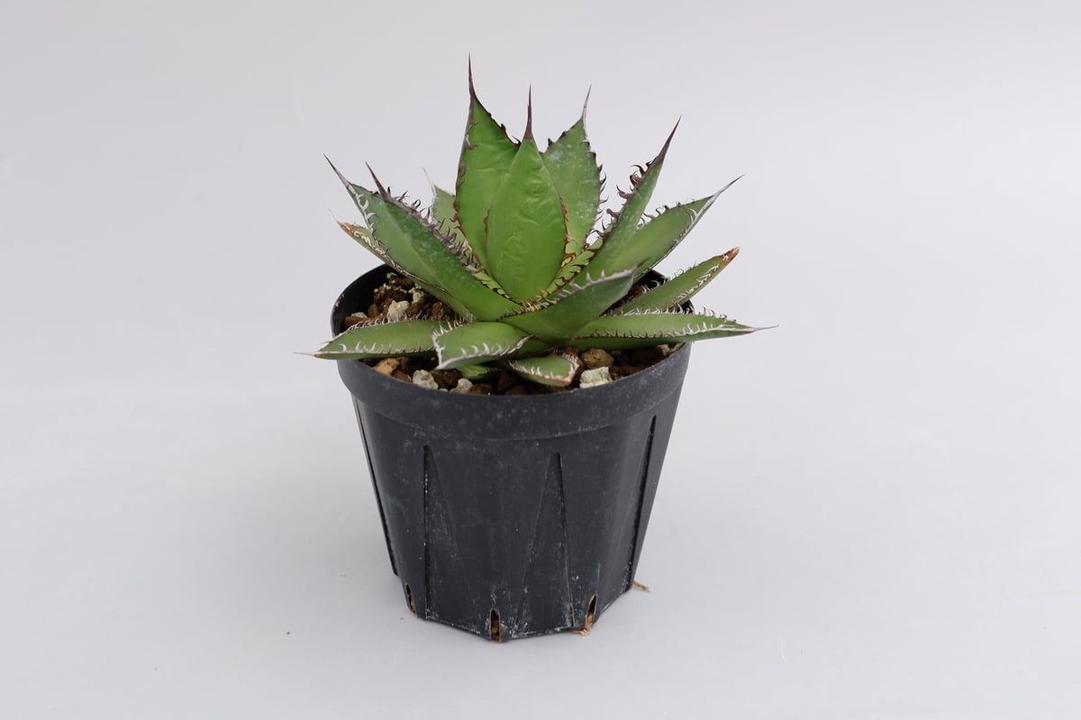 アガベ ホリダ 016 Agave horrida 強棘 | Sunny Branch
