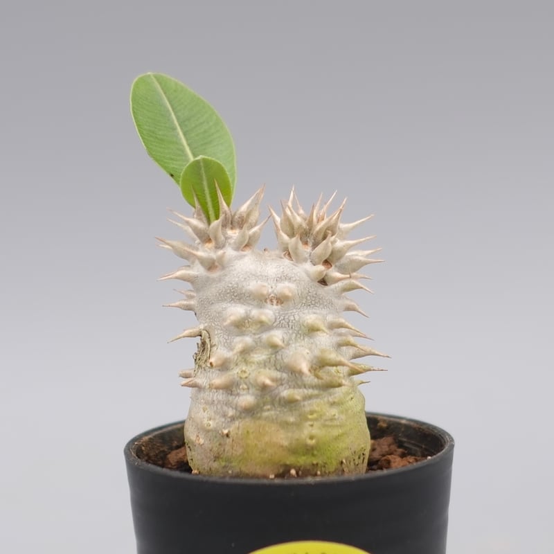 パキポディウム ブレビカリックス 実生株 Pachypodium
