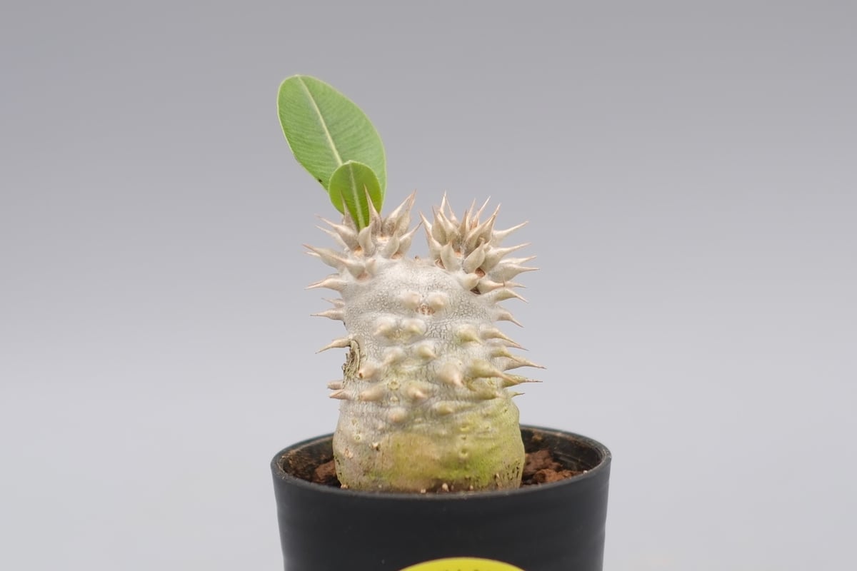 パキポディウム　実生　６株 選抜実生 パキポディウムエニグマチカム 実生6ヶ月 塊根植物