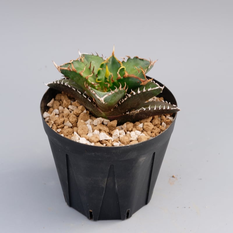 アガベ チタノタ レッドキャットウィーズル Agave titanota Red