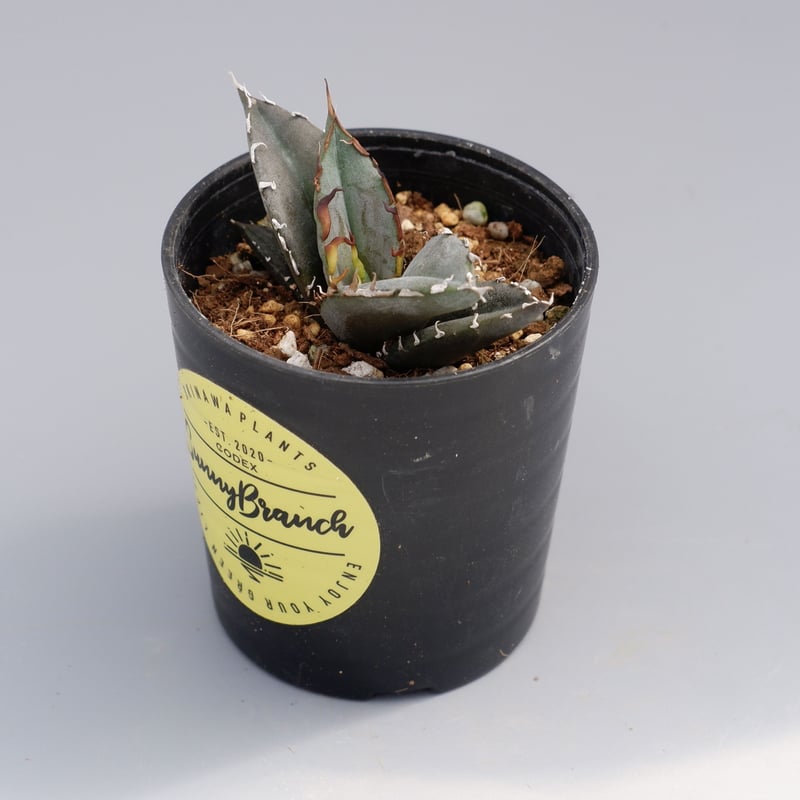 オテロイ実生　親株 親株出品 アガベ オテロイ実生 - メルカリ