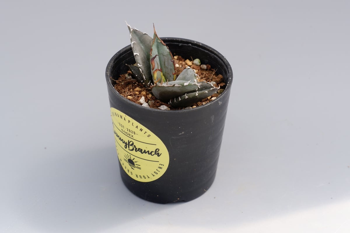 まさし実生（オテロイ実生） アガベ オテロイ 実生株 Agave oteroi seeding 041 | Sunny