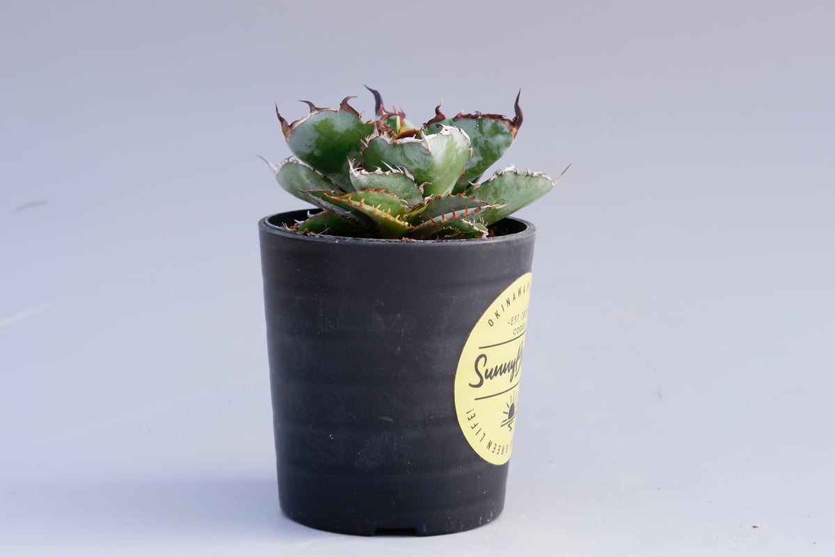アガベ チタノタ ブラックアンドブルー Agave titanota BB 055 【子株