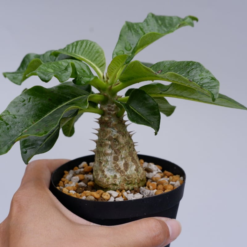 パキポディウム ウィンゾリー 003 Pachypodium windsorii | Sunn