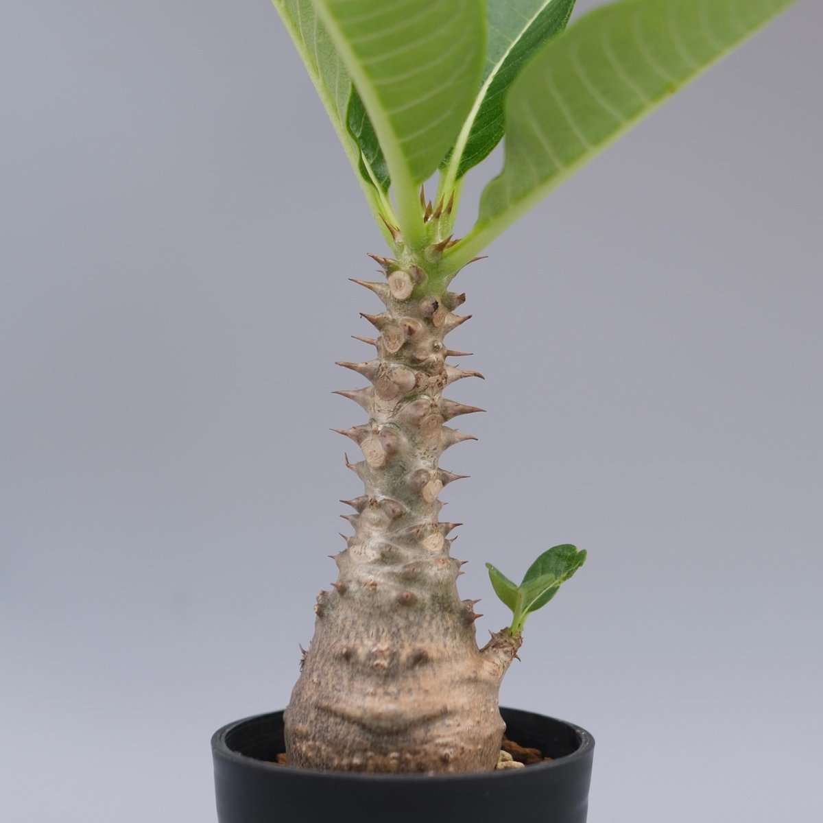 パキポディウム ウィンゾリー 実生株 056 Pachypodium windsorii |