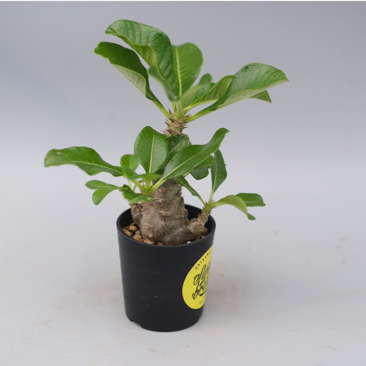 パキポディウム ウィンゾリー 実生株 059 Pachypodium windsorii