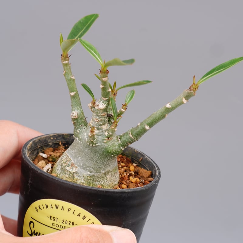 アデニウム ソマレンセ 実生株 Adenium somalense 002 | Sunny