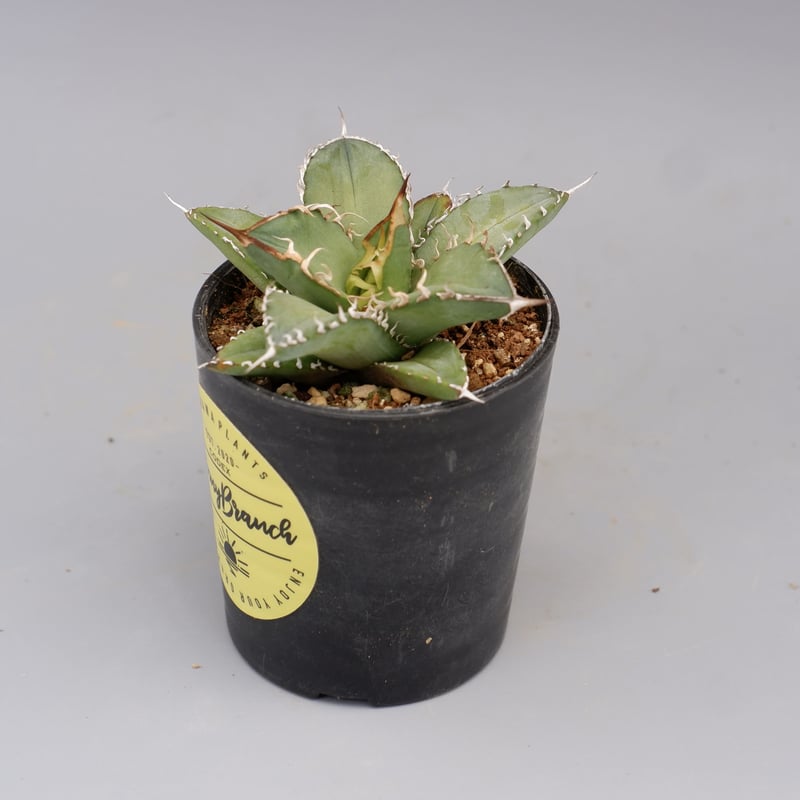 アガベ オテロイ 実生株 Agave oteroi seeding 076 | Sunny