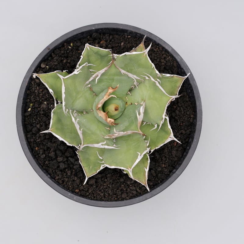 アガベ チタノタ 烈焔 002 Agave titanota 烈焔 | Sunny Branch アガベ チタノタ 烈焔 002 Agave titanota 烈焔 | Sunny Branch