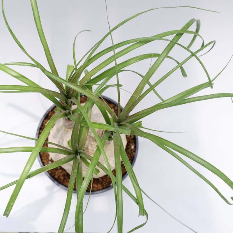 ボーカルネア・レクルバータ006 トックリラン ノリナ | Sunny Branch