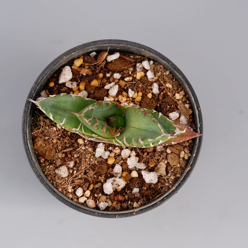 アガベ オテロイ 実生株 Agave oteroi seeding 072 | Sunny