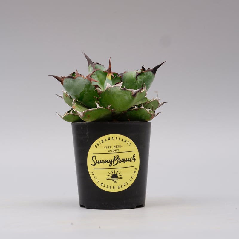 アガベ チタノタ ブラックアンドブルー Agave titanota BB 091 | Sun