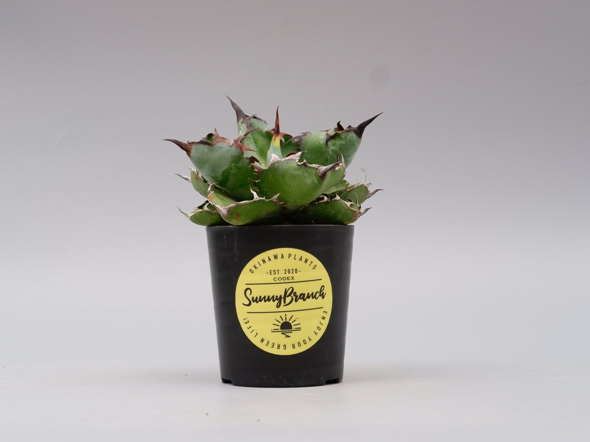 アガベ チタノタ ブラックアンドブルー Agave titanota BB 091 | Sun