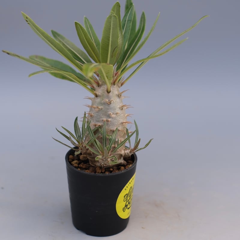 パキポディウム カクチペス 実生株 026 Pachypodium cactipes | Su