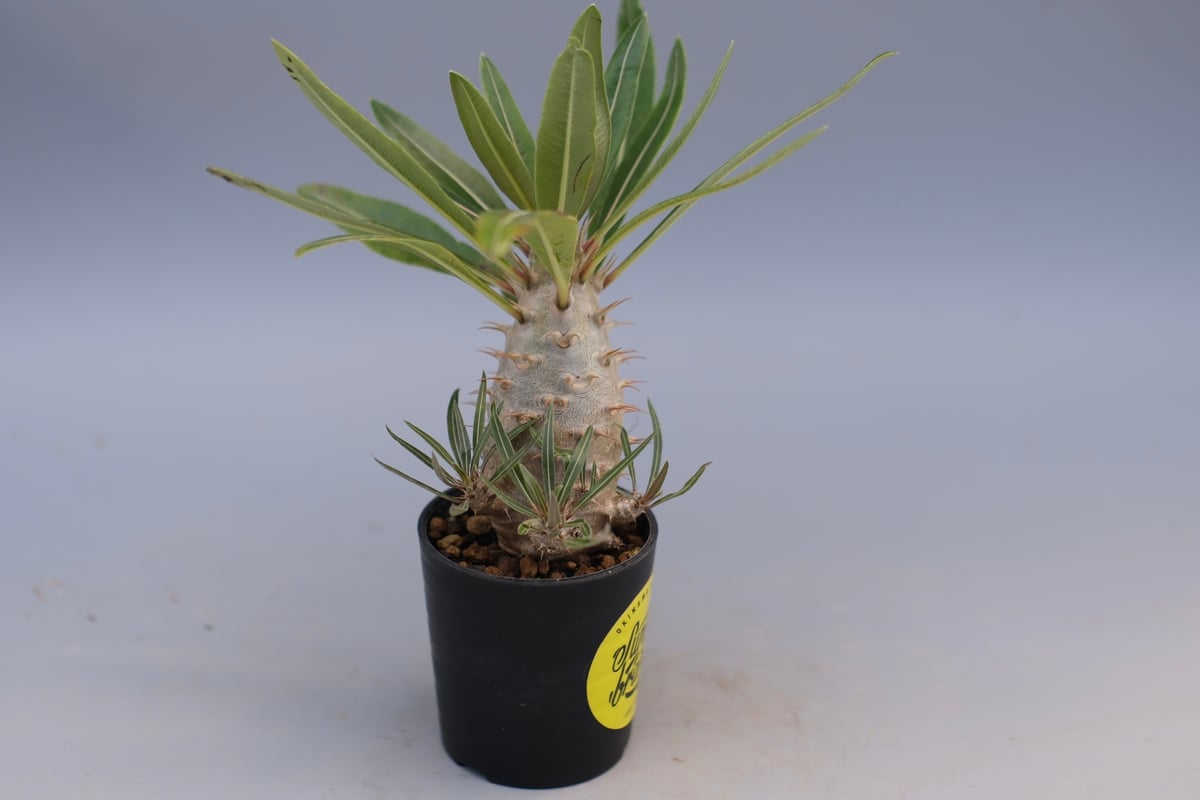パキポディウム カクチペス 実生株 026 Pachypodium cactipes | Su