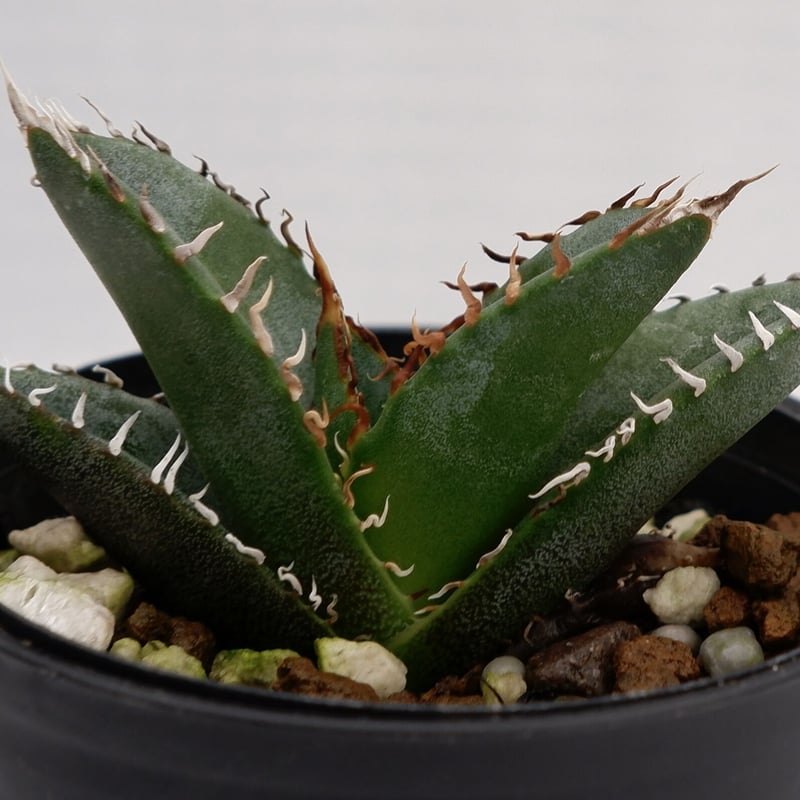 アガベ オテロイ 実生株 Agave oteroi seeding 002 | Sunny